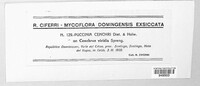 Puccinia cenchri image